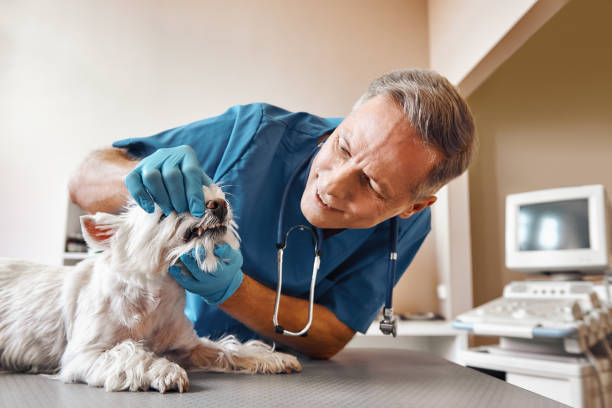 Best Emergency Tooth Extraction in Lmer Heights, PA